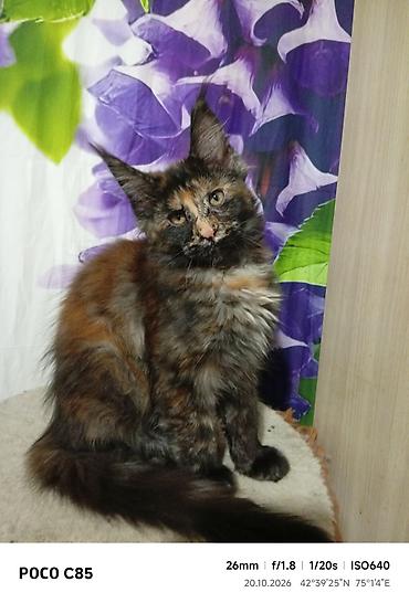 Мейн-Куны.🥰 Предлагается на продажу чистокровная девочка Мейн-Куна в lalafo.kg да — 4 Мейн-Куны.🥰 Предлагается на продажу чистокровная девочка Мейн-Куна в — 4