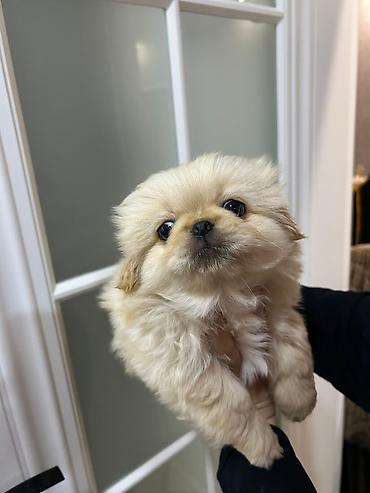 İtlər: Pekines, Erkek, Ünvandan götürmə — 8