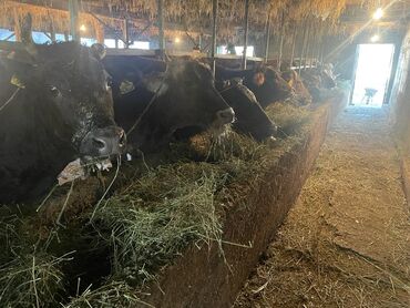 породистые коровы в бишкеке: Продаю | Корова (самка) | Для разведения, Для молока | Стельные, После отела