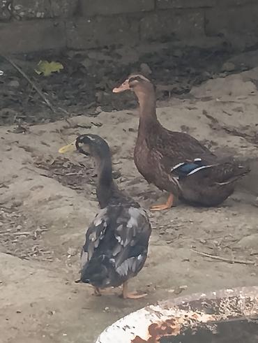 Ördəklər: Erkək, Damazlıq, Ödənişli çatdırılma — 2