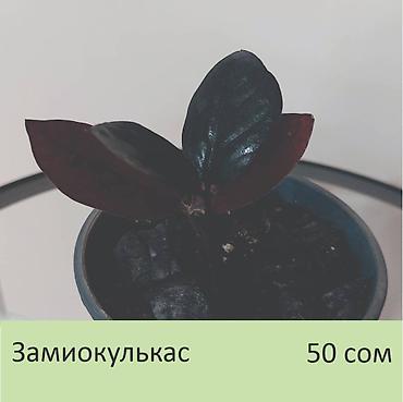 аглаонемы: Комнатные растения. Цена на фото.
Забирать в Чон-Арыке — 2