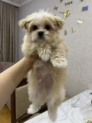 İtlər: Micro Malta Balonka.maksimum 2kq olur. Boyumeyen mınıatur Cıns ana — 4