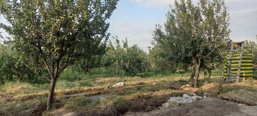 натуральный сок цена бишкек: Алмалар