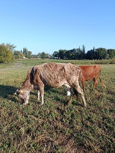 пачатка кукуруза: Продаю | Корова (самка) | Для молока — 7