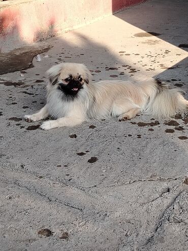 heyvan esyalari: Pekines, 10 ay, Erkek, Peyvəndli, Ünvandan götürmə