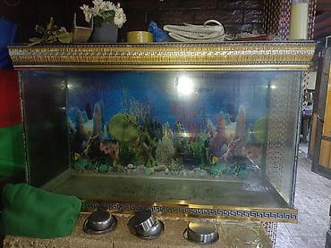 100 l akvarium: Salam. Akvarium satılır. Çok gözəl akvariumdu. Barter de olunur — 5