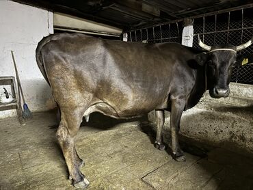 Коровы, быки: Продаю | Корова (самка) | Для молока | Стельные
