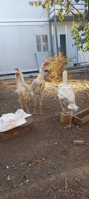 домашный куры: Продаю | Куры | Домашняя | Для разведения — 7