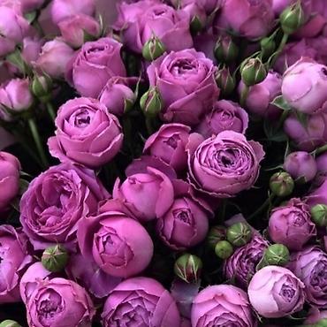 Размещение рекламы: В продаже комнатные цветы и многолетние садовые цветы. 1. Алое вера — 15