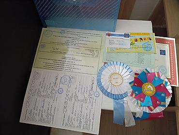 эр: Вязка: Мопс, Самец, Более 5 лет, С прививкой, С родословной — 5