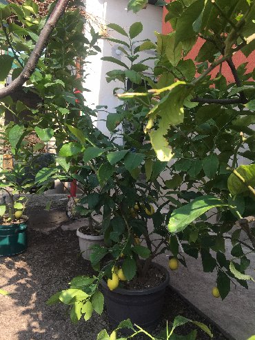 Декоративные деревья: Продается лимонное дерево с плодами и без, многолетние и молодые — 10