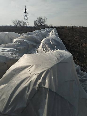 Другие товары для дома и сада: Ежевика, малина Натчез Блек Жем, кочоттору сатылат казып берем — 7