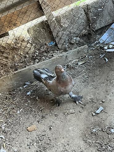 cex quşlar: Cins güvercin – lələklı ayaqlı, rəng keçişli - Növ: dekorativ/oynaq — 3