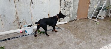доберман цена в баку: Doberman