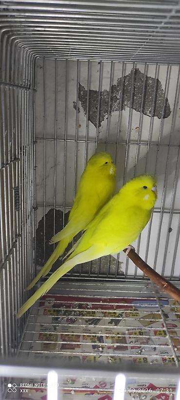 baliq akvarium satisi: Məhsul: Sarı rəngli dalmatian tipli cüt bülbül (kanareyka görünüşlü — 2