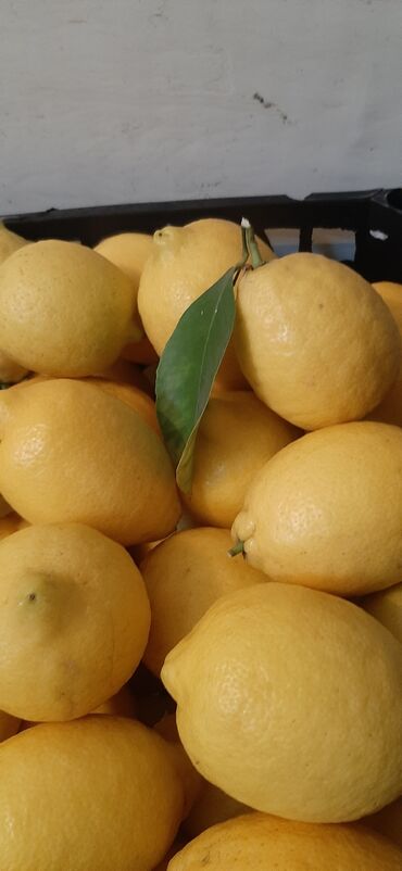 bakida meyve terevez arenda: Salam. Tam orjinal limonlarımız satışdadır. Calaq, nazik qabıq