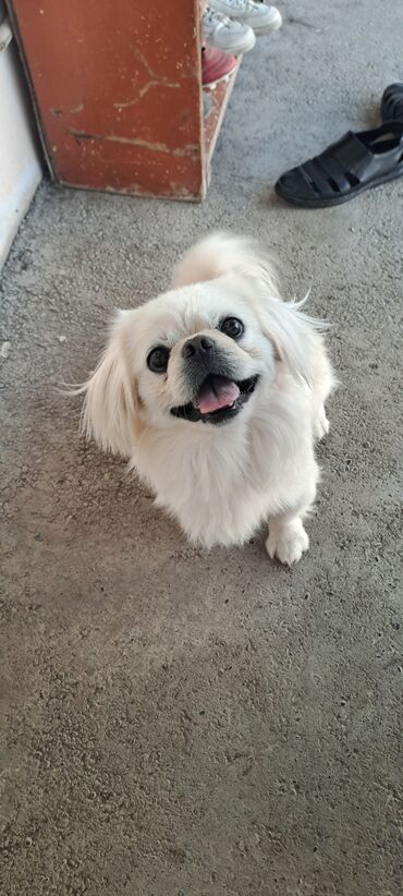 it satışları: Pekines, 1 ay, Erkek, Peyvəndli, Ödənişli çatdırılma