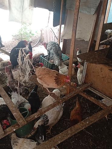 Toyuqlar: Toyuq, Damazlıq, Ünvandan götürmə, Ödənişli çatdırılma, Rayonlara çatdırılma — 6