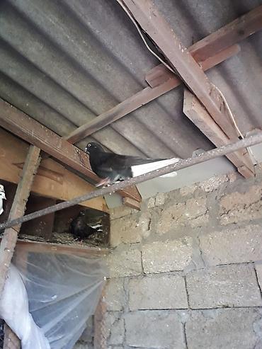 goyercin sekilleri: Qara aqquyryqdu saqlam heyvanlardi.Mastaqadadi.cutu 10 manat — 4