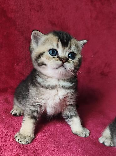 Продажа кошек: Скотиш Фолд (Шотландская вислоухая), 2 месяца, Девочка at lalafo.kg — 4 Продажа кошек: Скотиш Фолд (Шотландская вислоухая), 2 месяца, Девочка — 4