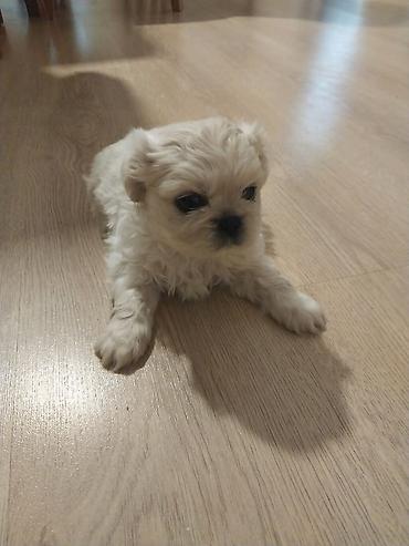 micro poodle: Pekines erkəyi 38 günlük bir ədədi 300 m — 4
