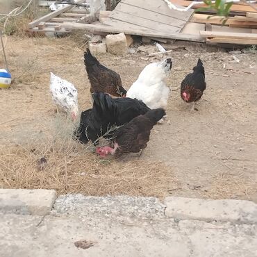 Inəklər, öküzlər: Toyuq, Brama, Damazlıq, Pulsuz çatdırılma