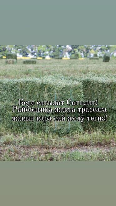 Корма для с/х животных: Продается сено в тюках. Удобное расположение рядом с трассой в районе at lalafo.kg Корма для с/х животных: Продается сено в тюках. Удобное расположение рядом с трассой в районе