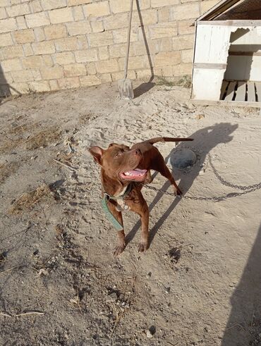 rottweiler itleri satisi: Pitbul, 8 ay, Erkek, Peyvəndli, Ünvandan götürmə