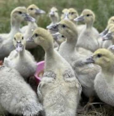 qus: Muscovy ördək balaları (indo-ördək paçkaları) - Cins: Muscovy — 1