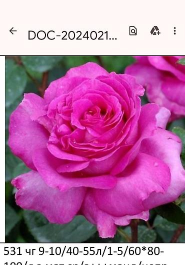 Садовые цветы и кустарники: Корни роз - Крупноцветковая чайно-гибридная роза с — 37