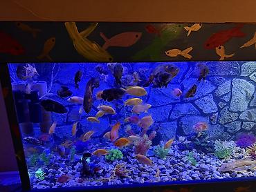 Akvariumlar: Продается аквариум 2 м с рыбами все вместе рыбы декор и — 9