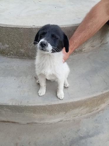 dişi: Zvonok, 3 ay, Dişi — 2