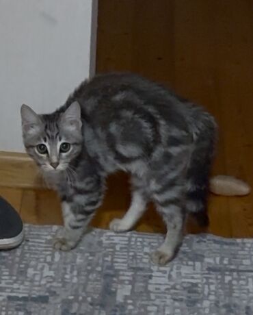 вислоухий кот: Самец, В добрые руки