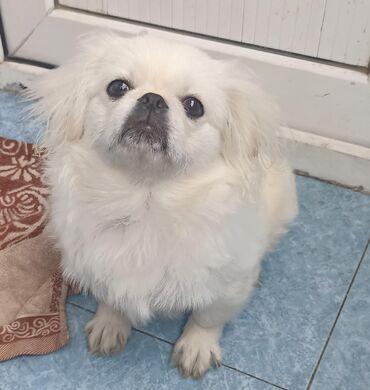 albay itleri: Pekines, 2 ay, Erkek, Peyvəndli, Ünvandan götürmə