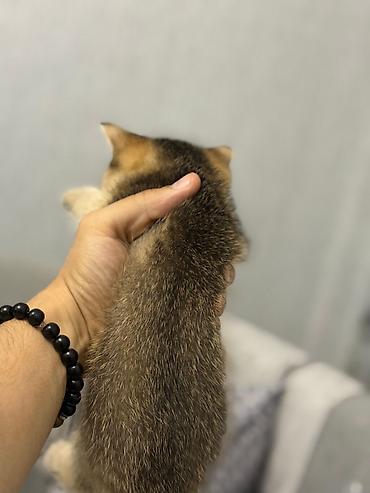 Pişiklər: Şinşilla, Erkək — 2