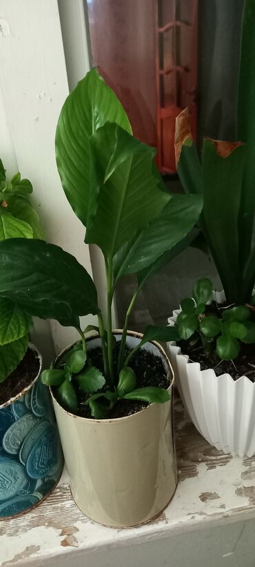 Otaq bitkiləri: 6-30 aznə kimi qiymətlər mövcuddur — 2