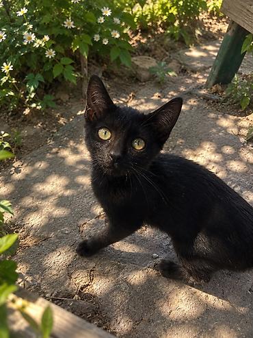 котята простые: Кошка даром: Беспородная, 4 месяца, Девочка — 1