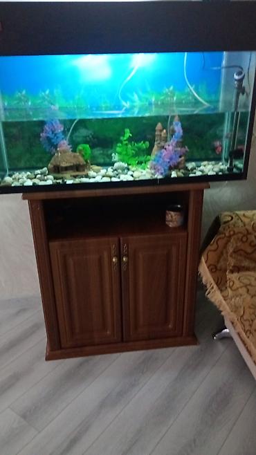 akvarium qızdırıcı: Akvaryum dəsti – tam komplekt - Şüşə akvaryum, düzbucaqlı forma — 3