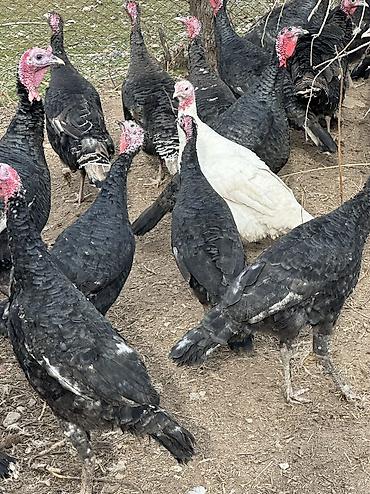 Индюки: Продаю | Индюшка (самка), Индюк (самец) | Черный принц, Северокавказская | На забой, Для разведения | Племенные — 7