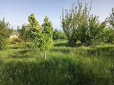 Torpaq sahələrinin satışı: 30 sot, Tikinti, Mülkiyyətçi, Kupça (Çıxarış) — 4