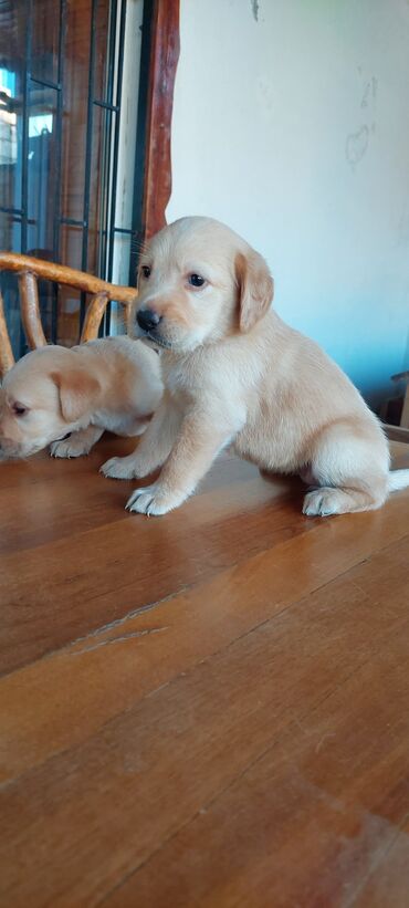 İtlər: Labrador-retriver, 1 ay, Erkek, Ünvandan götürmə