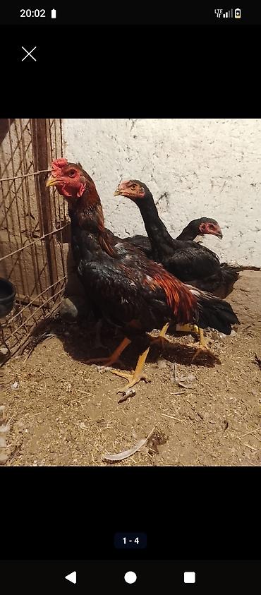 Майский жожо короз сатылат