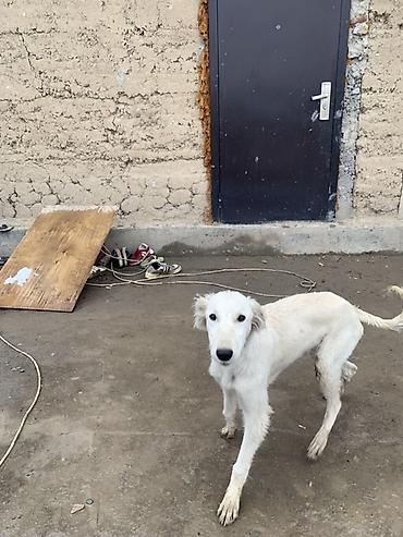 Продажа собак: Порода: тайган самка возраст 8 месяцев окрас белый. Описание: - — 3