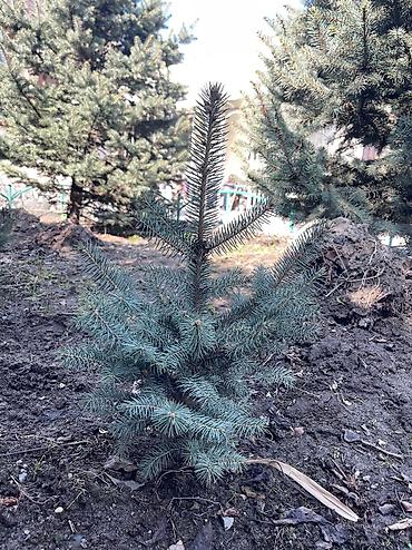 Декоративные деревья: Саженцы деревьев: Ели, Платная доставка, Самовывоз — 17