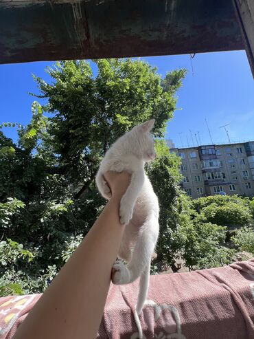 Коты: Продается красивая беленькая кошечка!! 3 месяца от роду, не приручена