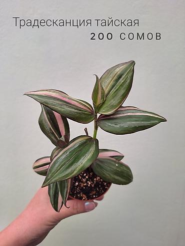 Комнатные растения: 💚 Комнатные растения (детки/молодые растения). 🪴 Названия и цены — 3