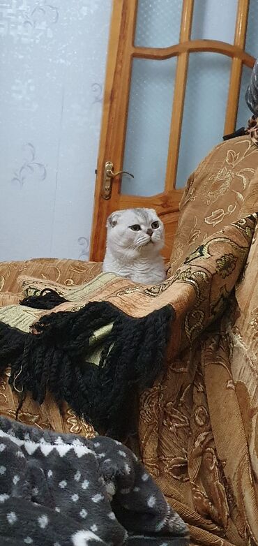 Pişiklər: Şinşilla, Erkək, Cütləşmə üçün — 8