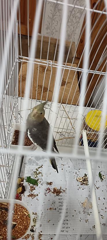 papuqay type 1: Məhsul: Nimfa (Cockatiel) papağanı və qəfəs dəsti Təsvir: - Rəng — 4