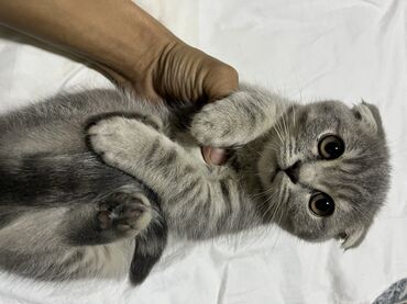 купить кошку вислоухий: Шотландские котята (скоттиш-фолд и скоттиш-страйт) - Тип: домашние