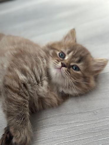 Pişiklər: Britan — 5